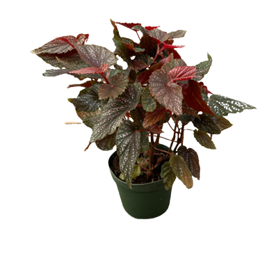 Maculata Pink Spot